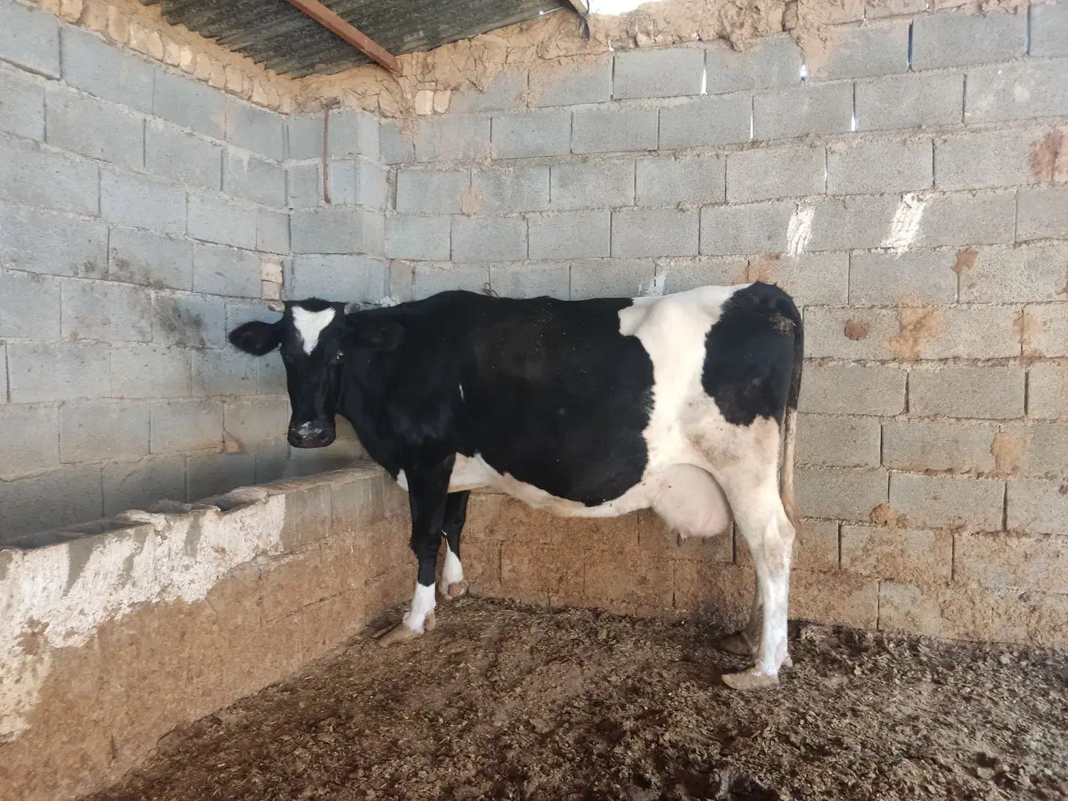 گاو گوساله|حیوانات مزرعه|کامفیروز, |دیوار