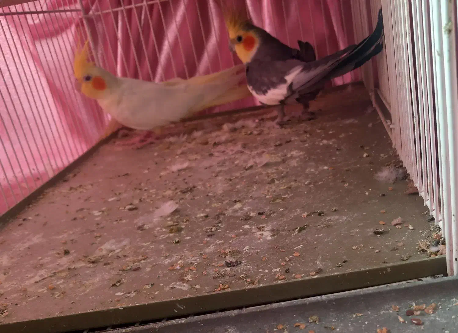 عروس هلندی مولد|پرنده|دامغان, |دیوار