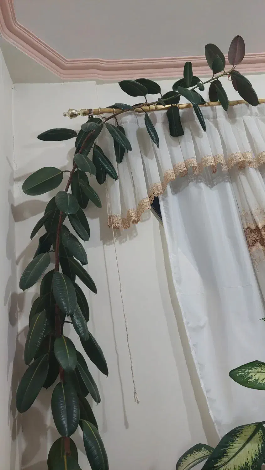 گل گوش فیلی|گل و گیاه طبیعی|سنندج, |دیوار