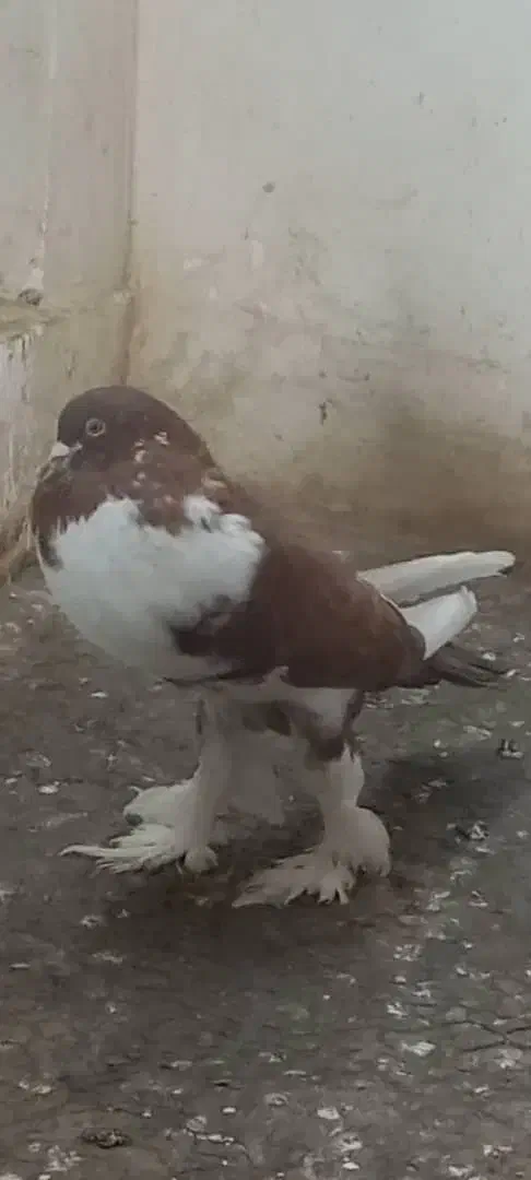 کبوتر بادکنکی|پرنده|ری, ظهیرآباد|دیوار