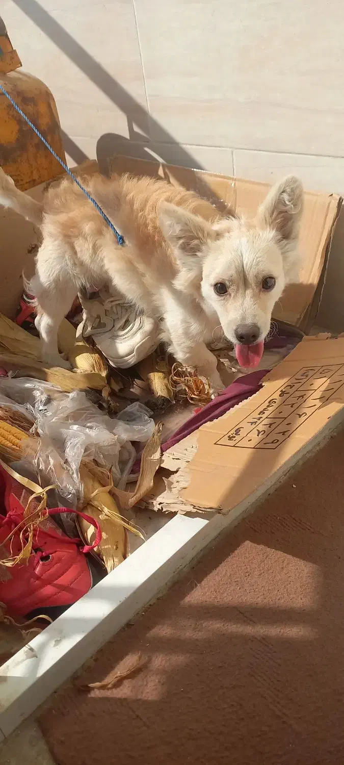 واگذاری سگ|سگ|بندرعباس, |دیوار