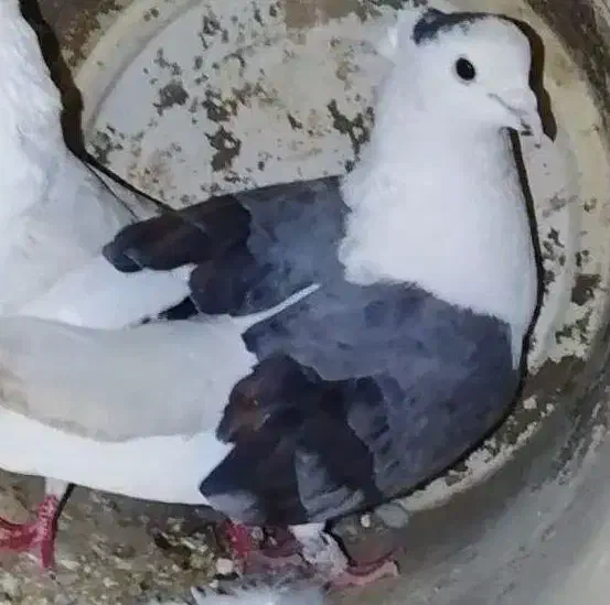 شونی|پرنده|چگنی, |دیوار