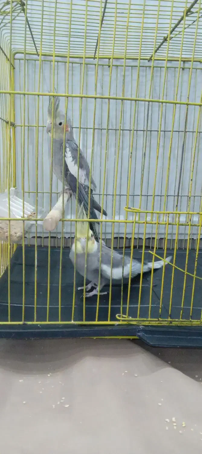 عروس هلندی نرو ماده|پرنده|لیسار, |دیوار