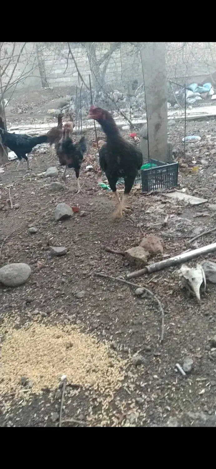 خروس لاری|حیوانات مزرعه|مشگین شهر, |دیوار