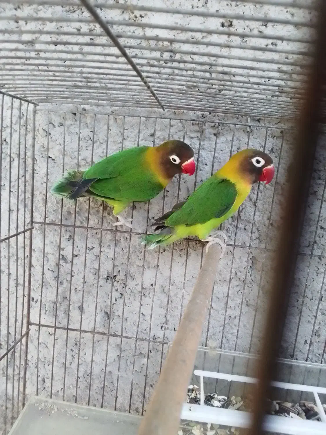 طوطی کوتوله برزیلی کارداده ((ایسین))|پرنده|بندرعباس, |دیوار