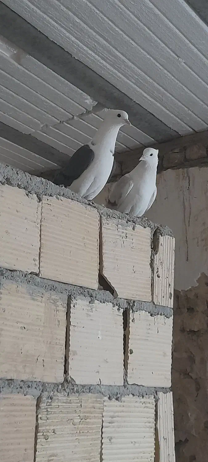 کبوتر سالم|پرنده|اشترینان, |دیوار