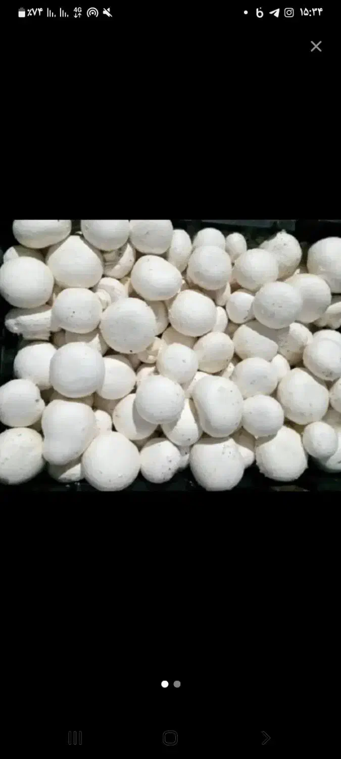 تولید و پخش قارچ درجه یک در محل زیر قیمت تابلو|خوردنی و آشامیدنی|هشتگرد, هشتگرد قدیم|دیوار