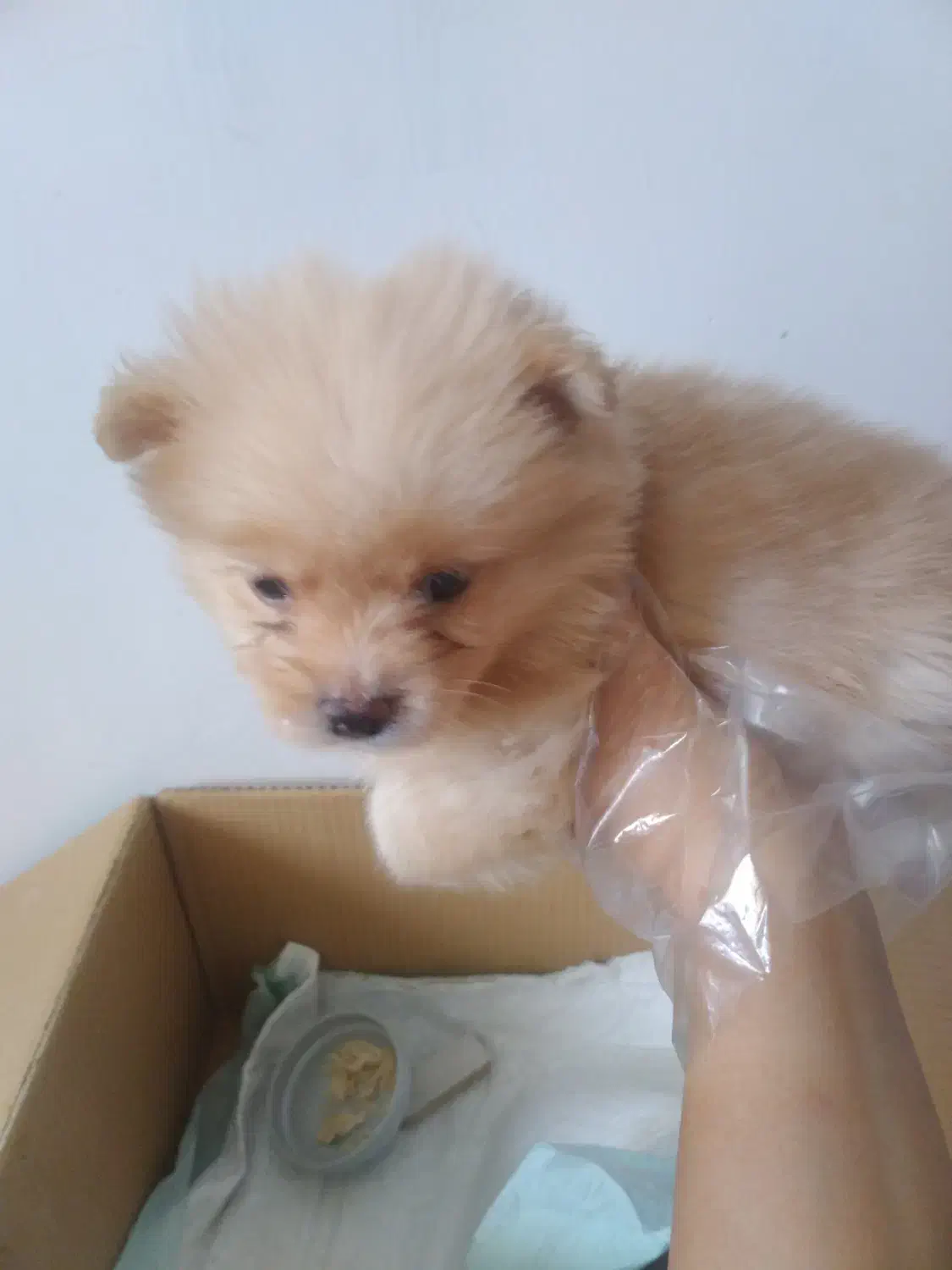 سگ پامر خرسی|سگ|اصفهان, شاهد|دیوار