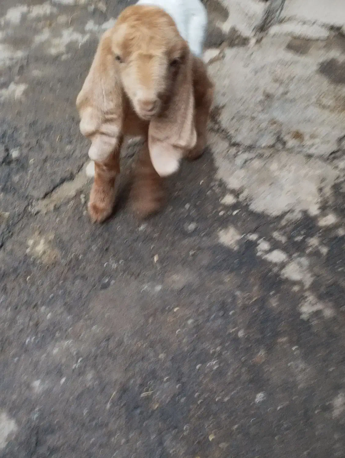 بزغاله نر نژدی|حیوانات مزرعه|بروجرد, |دیوار