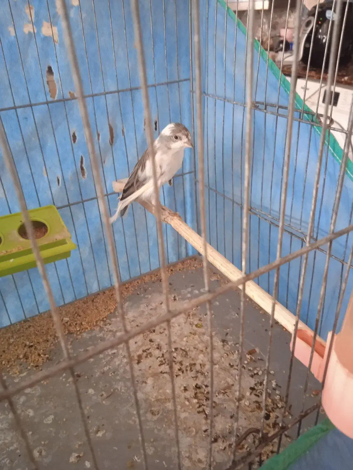 قناری|پرنده|میبد, |دیوار