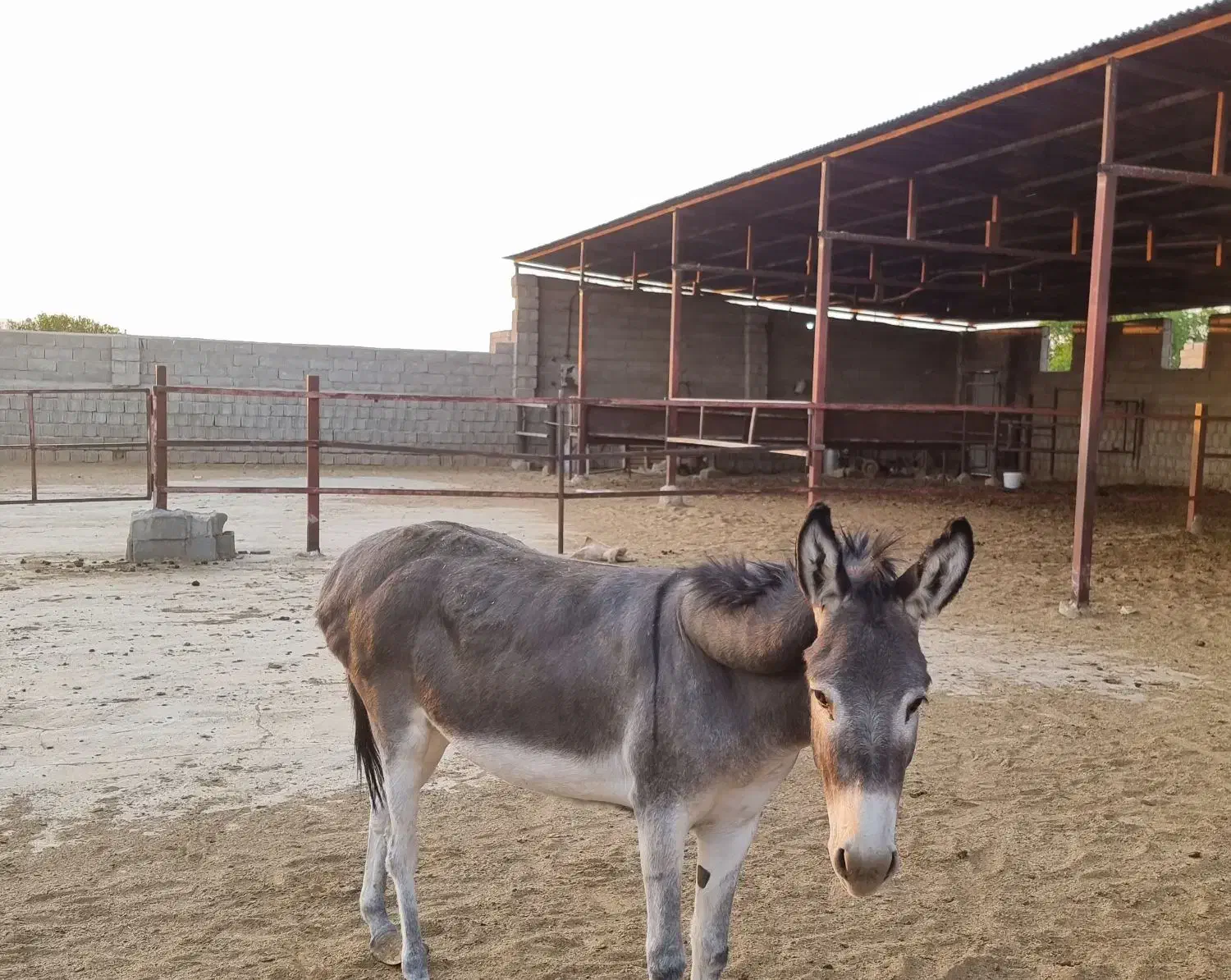 خر ماده|حیوانات مزرعه|جهرم, |دیوار