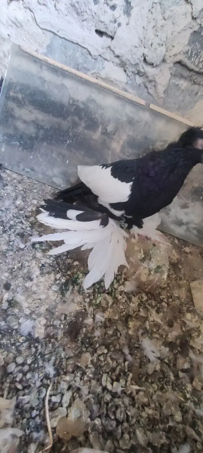 کویچح ارکح قلخلی|پرنده|باسمنج, |دیوار