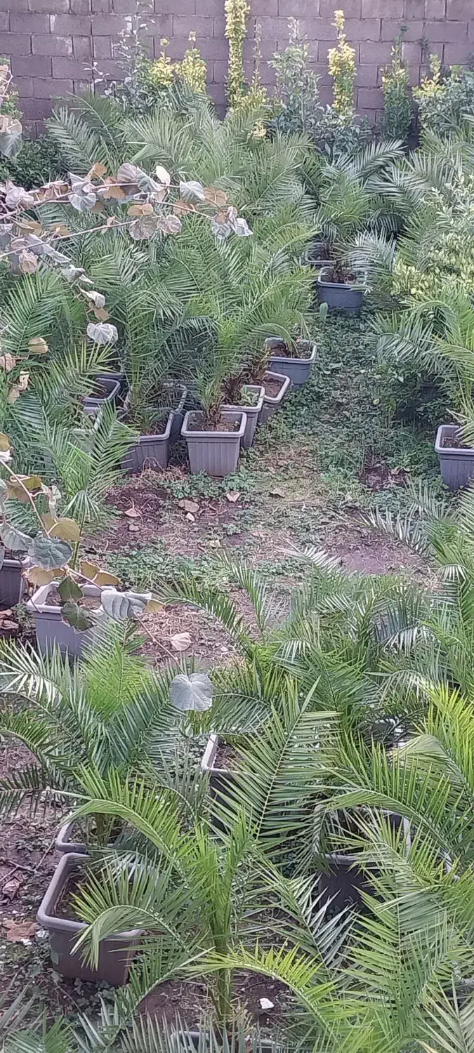 نخل فونیکس ،باباادم،یوکا،سیکاس،|عمده‌فروشی|چابکسر, |دیوار