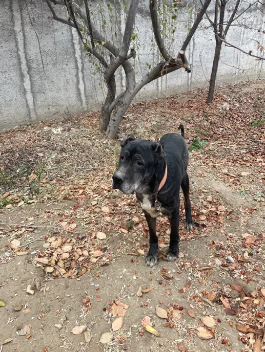 سگ سرابی|سگ|رباطکریم, نوده|دیوار