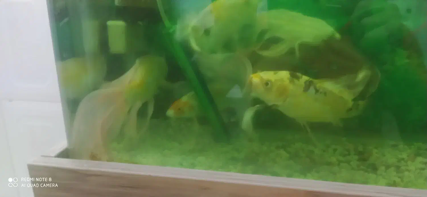 آکواریوم 80در 60با ماهی ودستگاهاش|ماهی|سبزوار, هویزه|دیوار