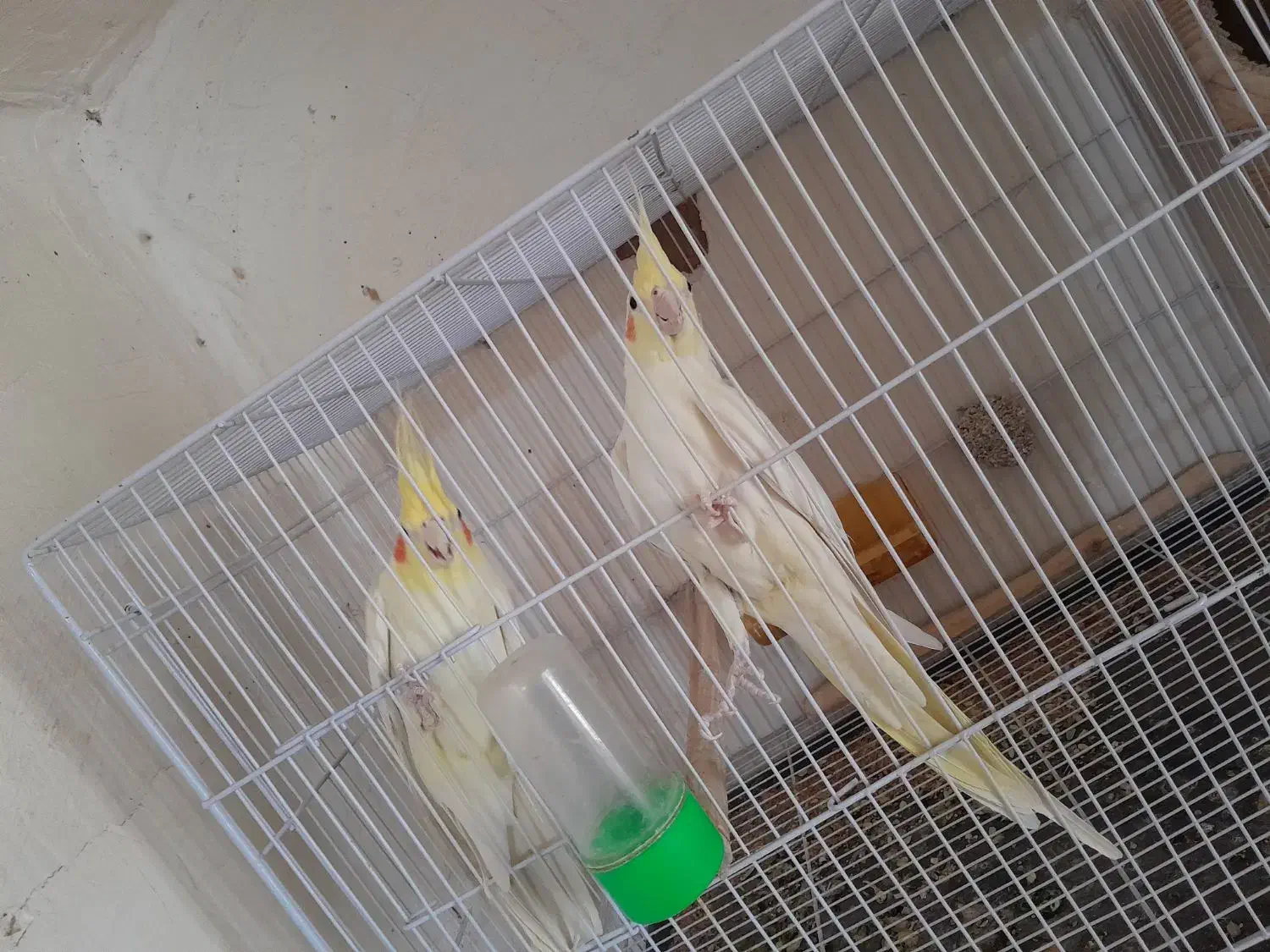 جفت عروس لتینو مولد به شرط|پرنده|تایباد, |دیوار