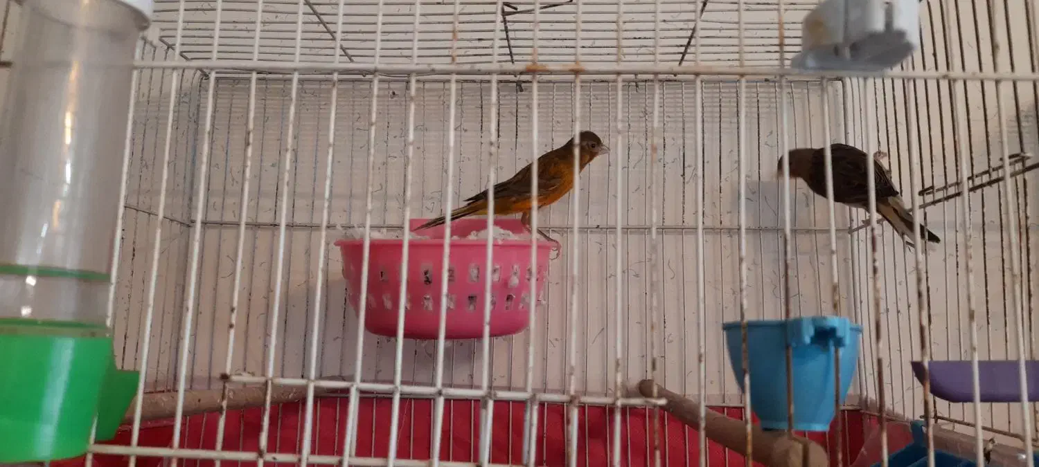 قناری جفت|پرنده|اصفهان, شهرک صنعتی امیرکبیر (شاپور جدید)|دیوار