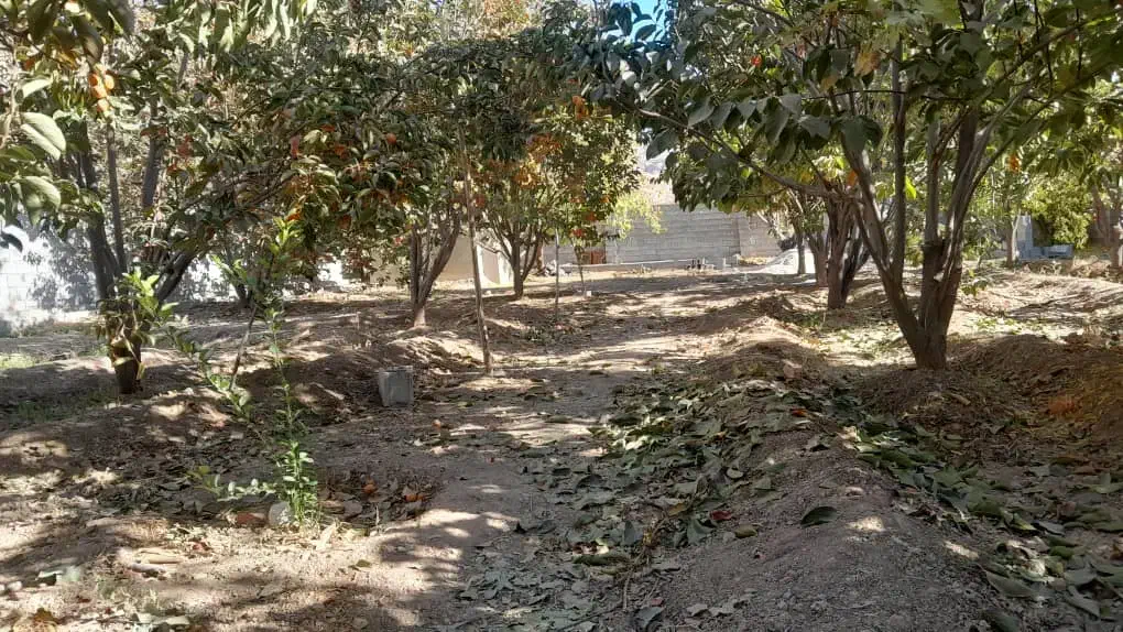 باغ 1000متر/دیوار/آب فراوان/فاروق|فروش زمین و ملک کلنگی|سیدان, |دیوار