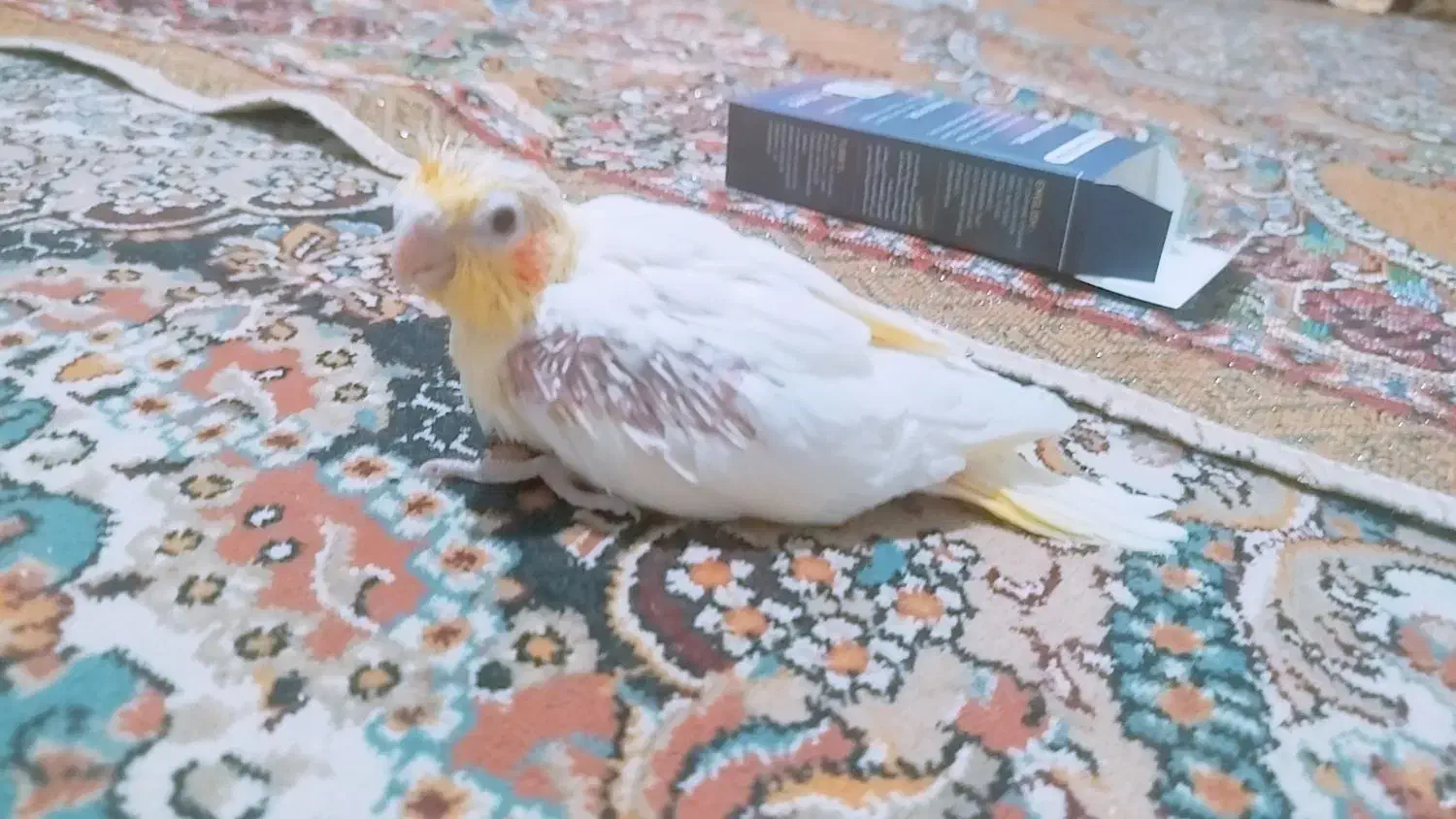 جوجه عروس هلندی لوتینو|پرنده|کرباسک, |دیوار