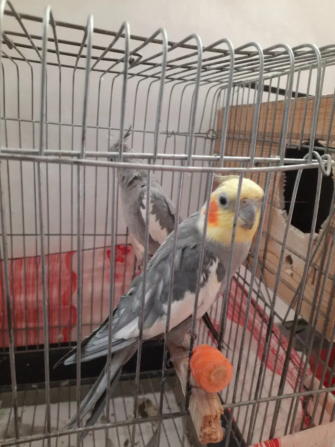 ۱ جفت طوطی عروس|پرنده|اقبالیه, |دیوار