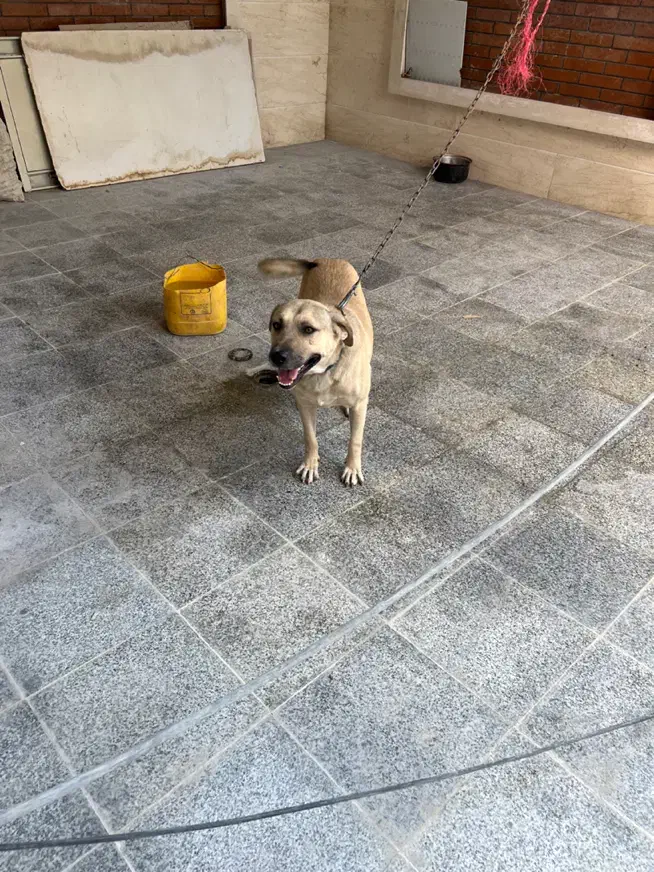 سگ نگهبان|سگ|بومهن, |دیوار