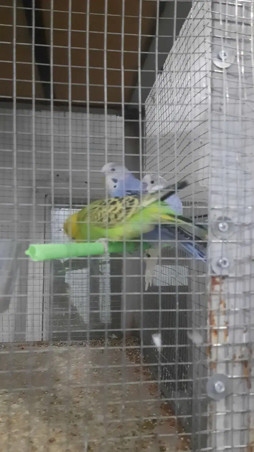 عروس هلندی و مرغ عشق|پرنده|بهار, |دیوار