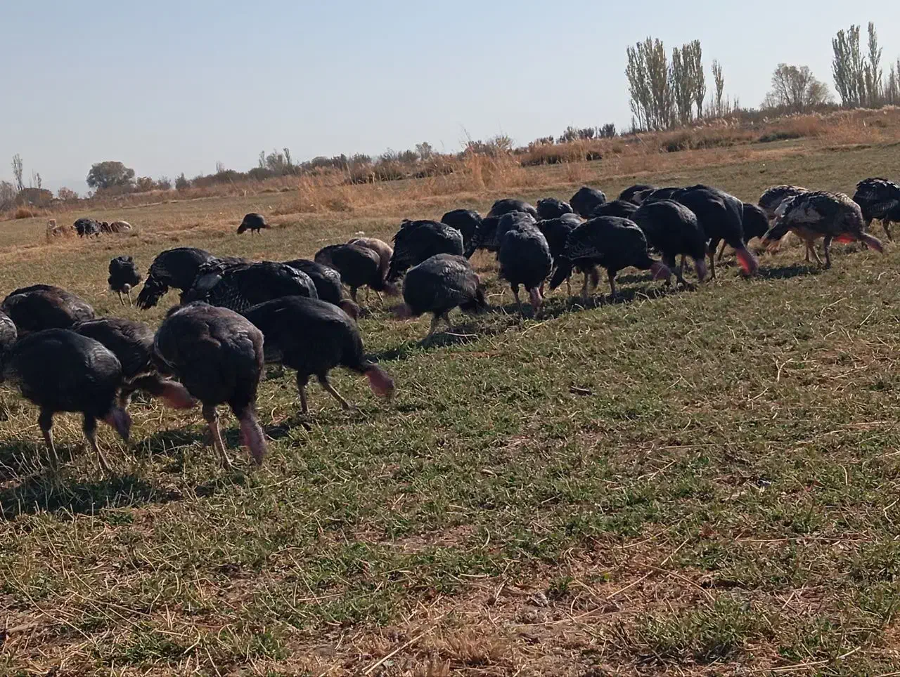 بوقلمون محلی وارگانیک|حیوانات مزرعه|بوکان, |دیوار