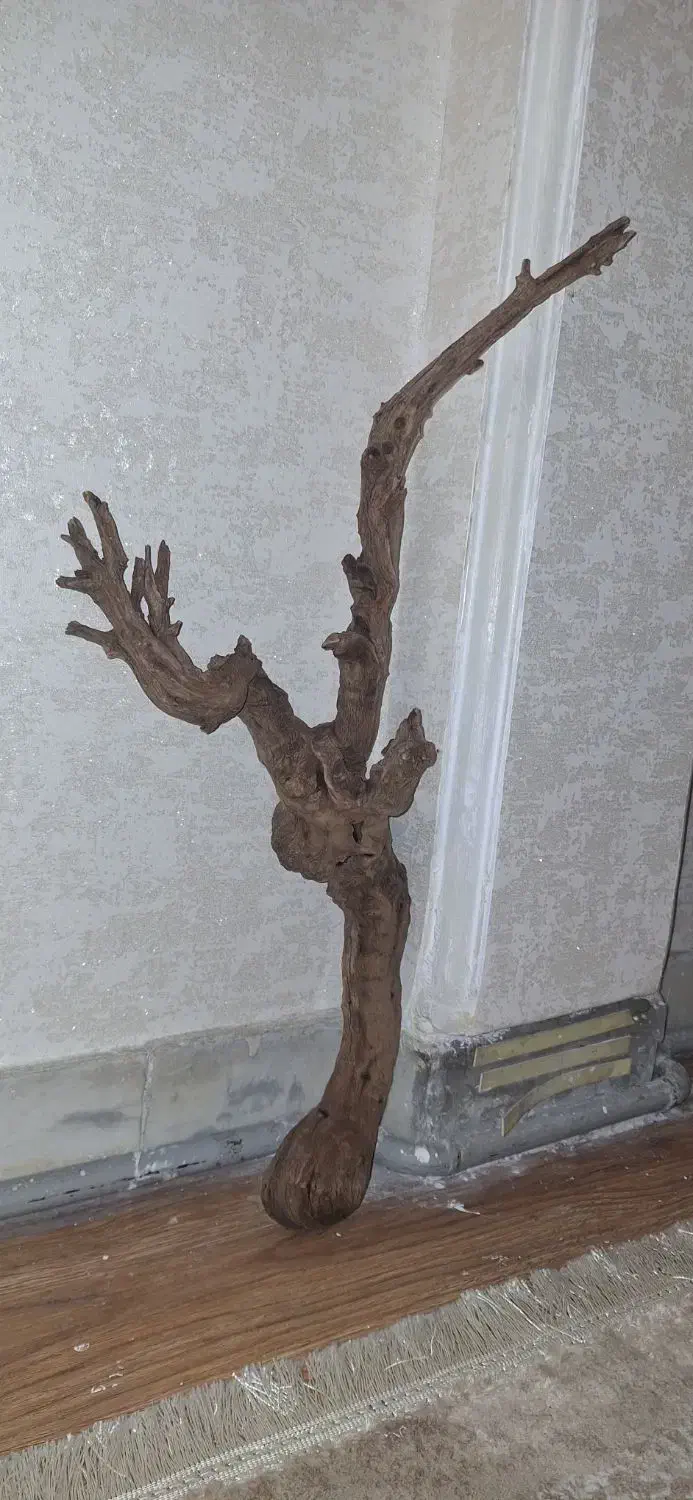 چوب آکواریوم|ماهی|تهران, امامت|دیوار