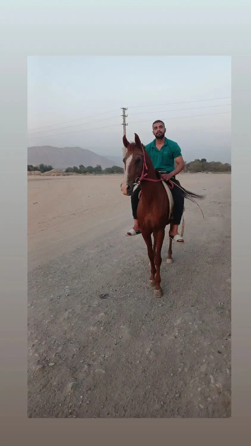 اسب نژاد دره شوری|اسب و تجهیزات اسب‌سواری|ری, علایین|دیوار