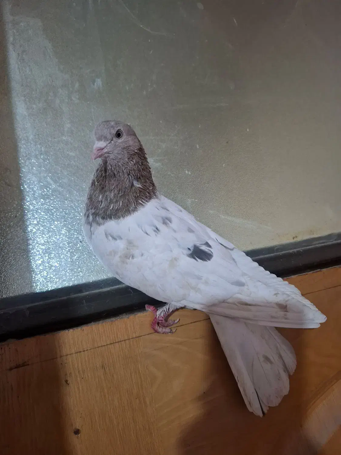 کبوتر کله|پرنده|فیروزآباد (فارس), |دیوار