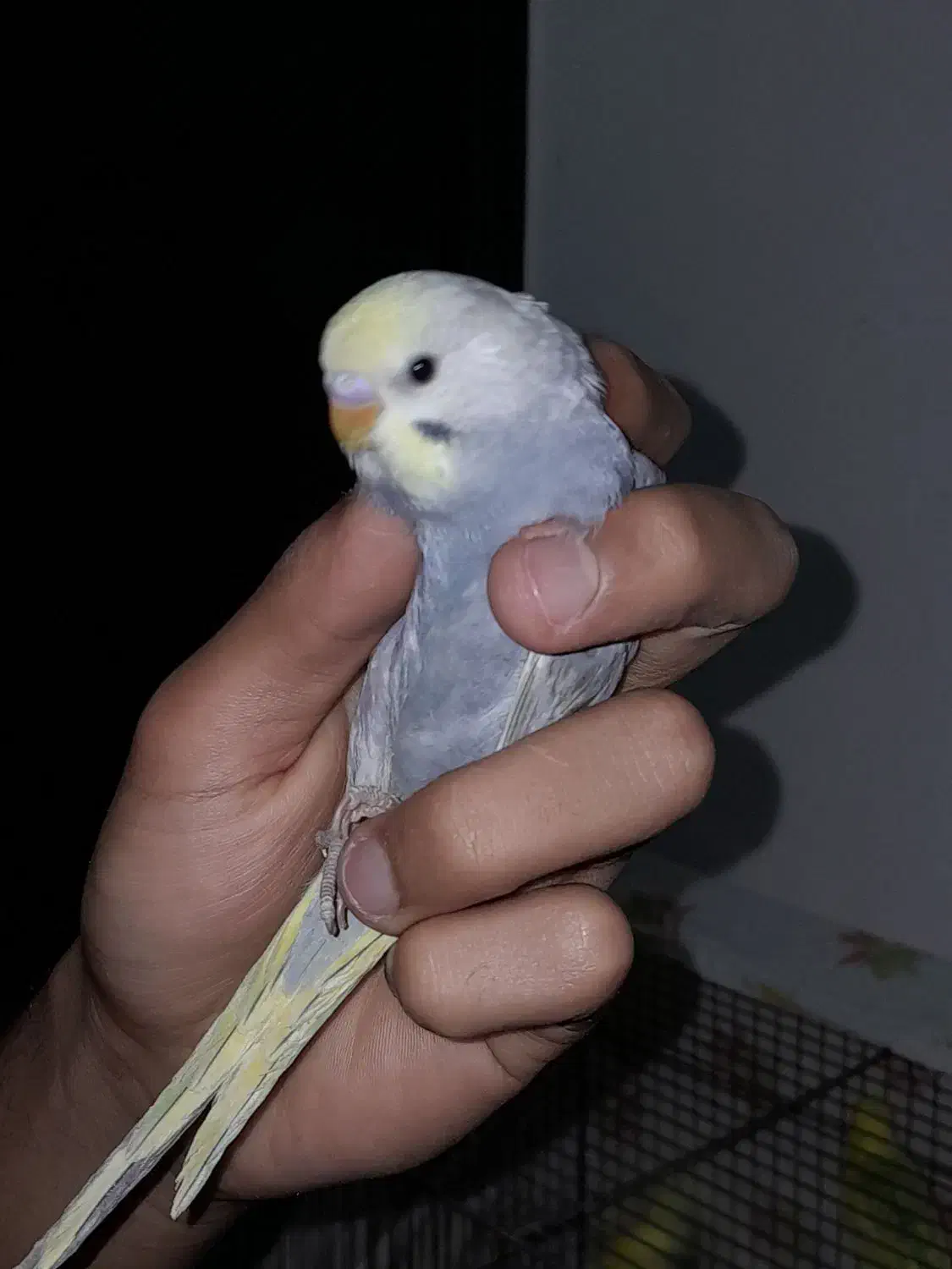 مرغ عشق|پرنده|گرگان, |دیوار