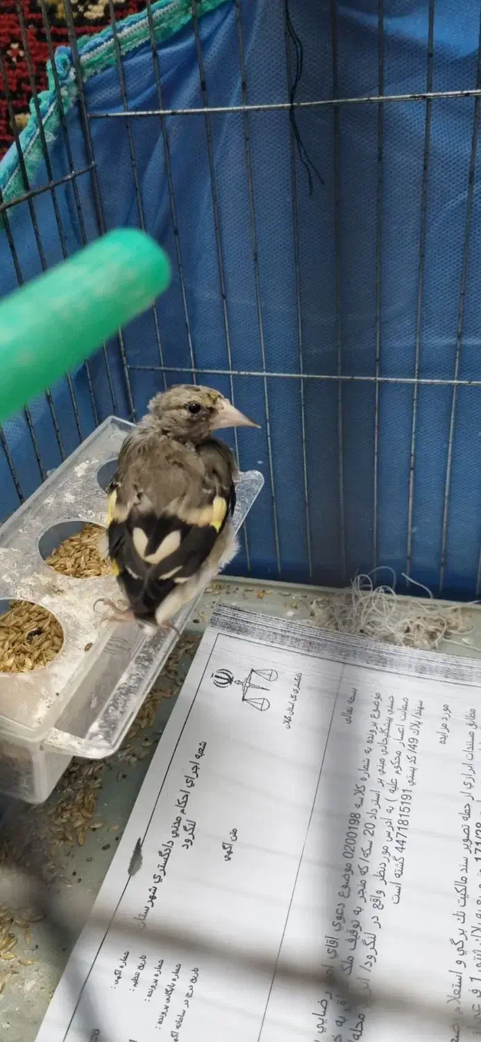 دوتا سهره|پرنده|لنگرود, |دیوار