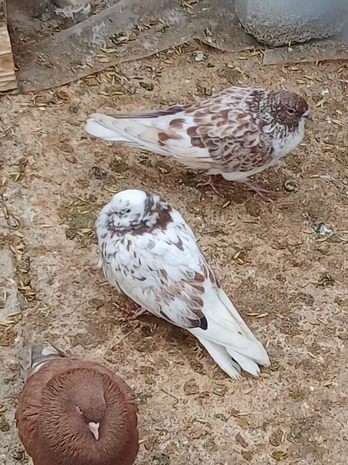 جوجه غریبگیری|پرنده|هشتگرد, ینگی امام|دیوار