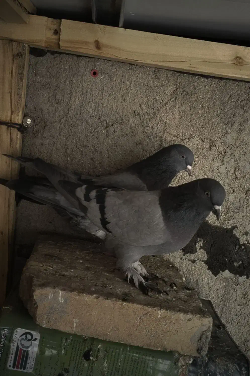 کبوتر پر روزگاری|پرنده|جونقان, |دیوار