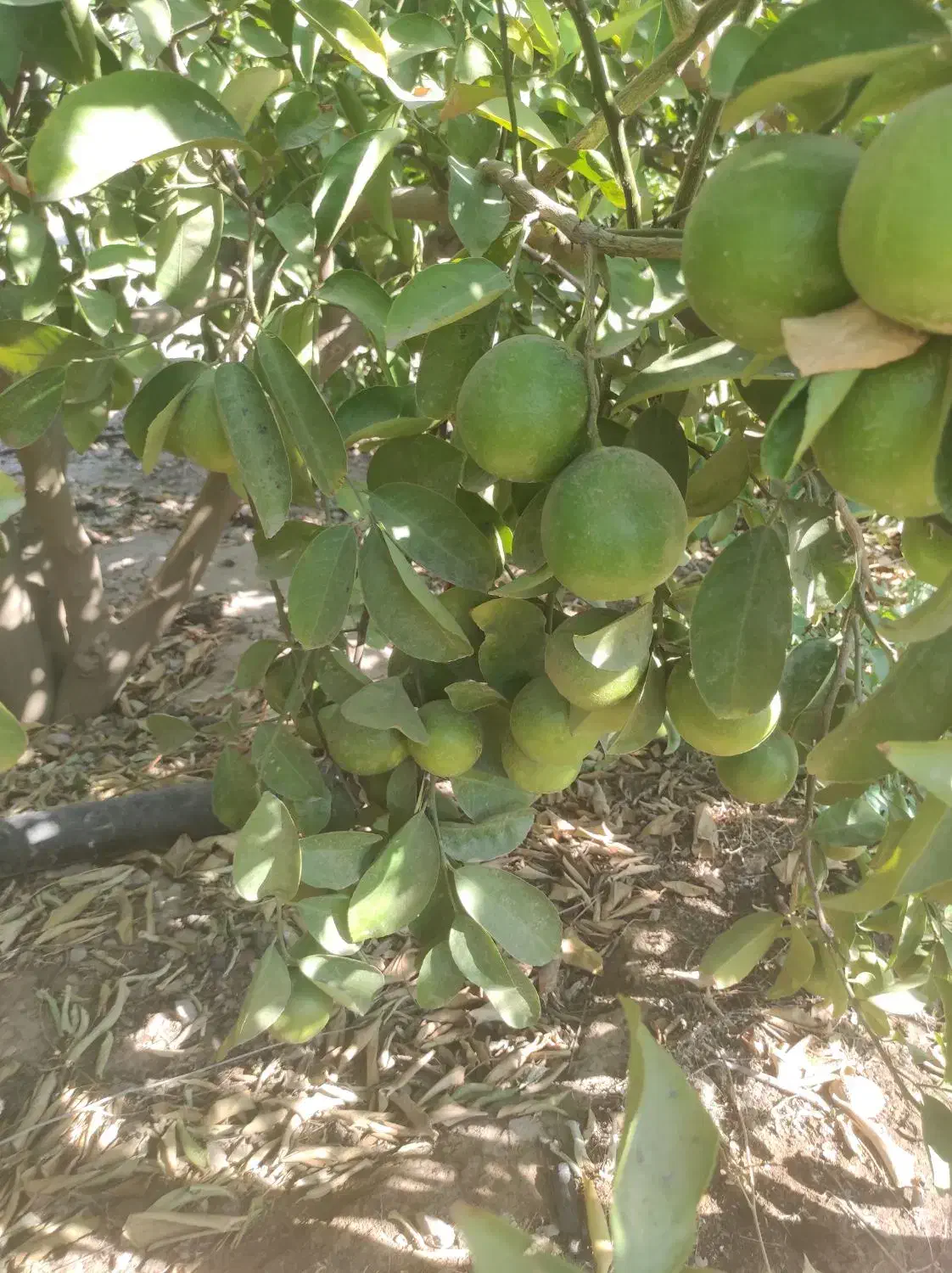 فروش لیمو شیرین|خوردنی و آشامیدنی|دوگنبدان, |دیوار