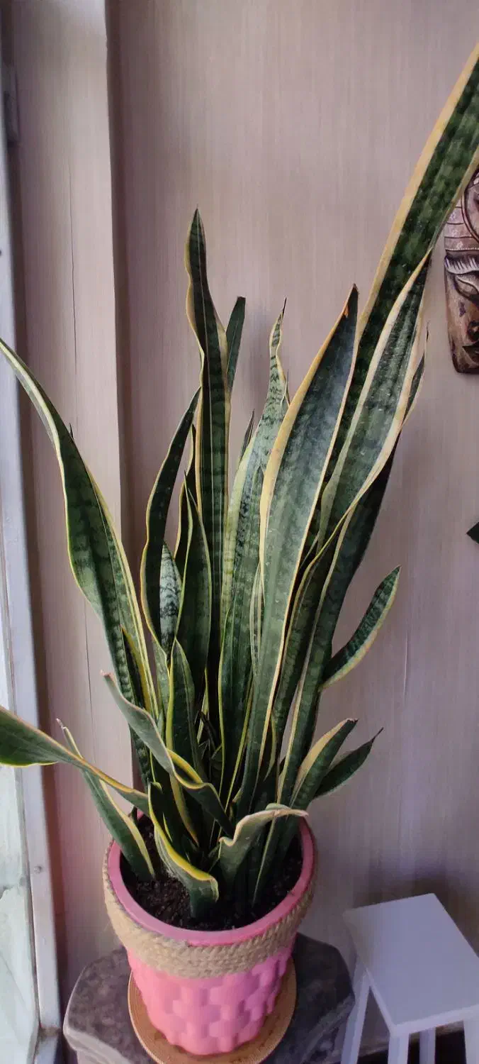 برگ انجیری و سانسوریا ابلق|گل و گیاه طبیعی|هشتگرد, خور|دیوار