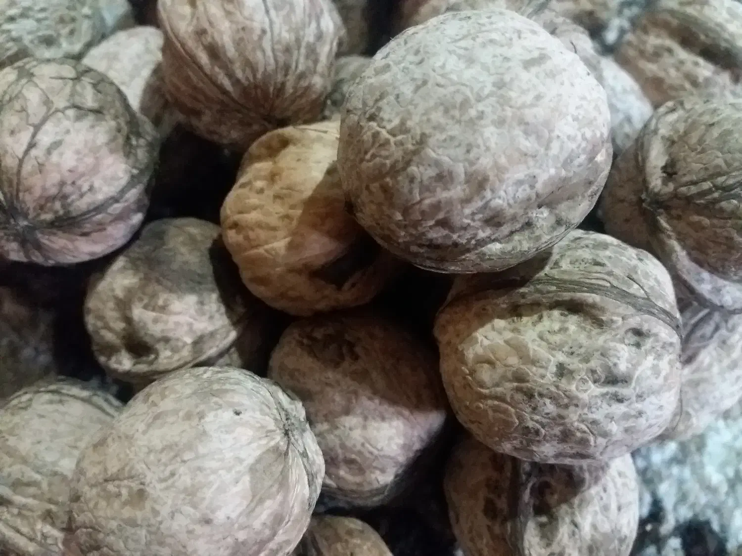 فروش گردوی خشک ارگانیک محلی|خوردنی و آشامیدنی|شیراز, قدوسی غربی|دیوار