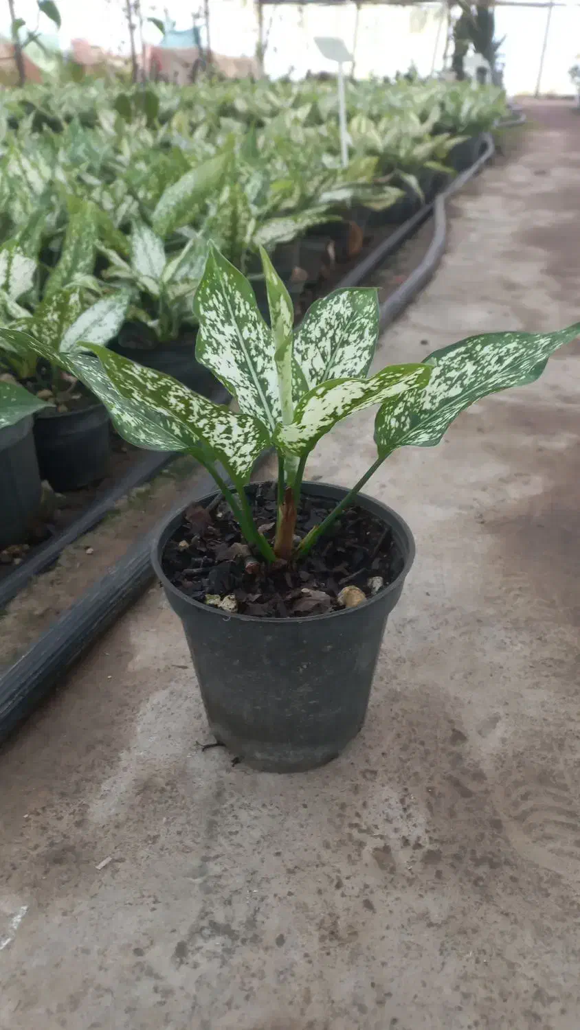 کارگر گلخانه شهرک گلخانه ای رشت|استخدام صنعتی، فنی، مهندسی|رشت, حومه رشت|دیوار