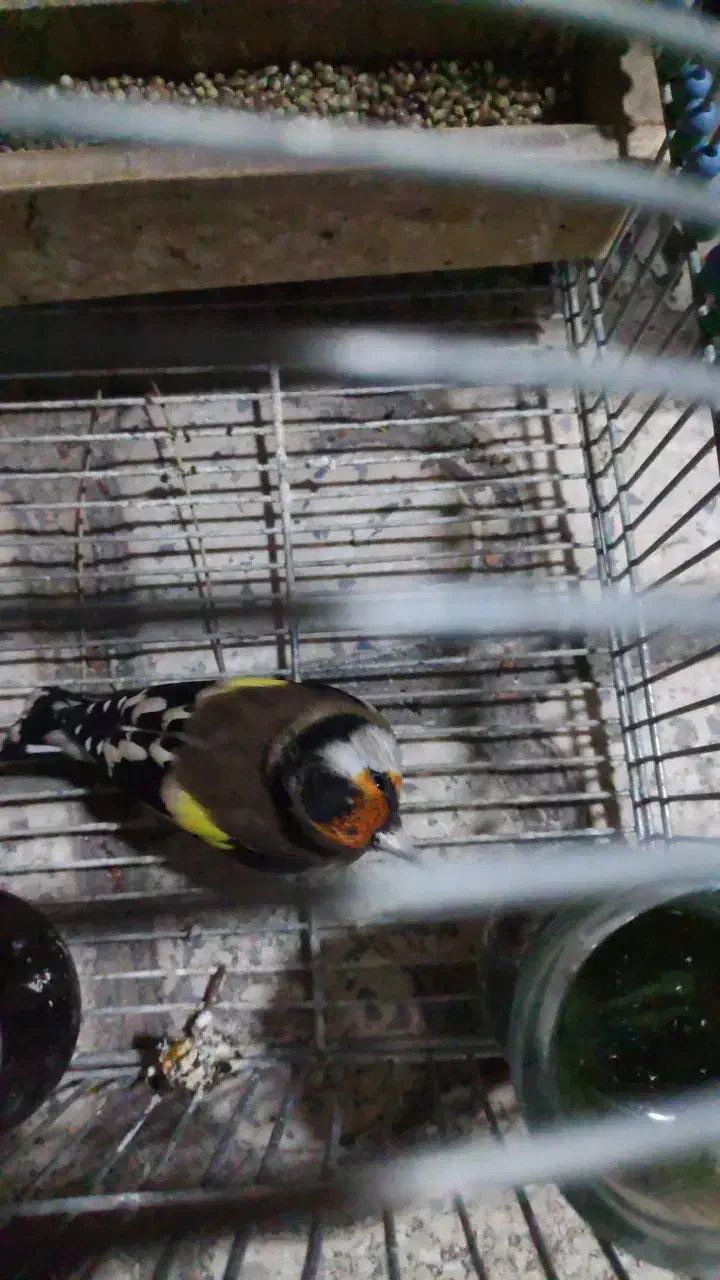 سهره دورگ|پرنده|شیراز, میرزاکوچک خان|دیوار