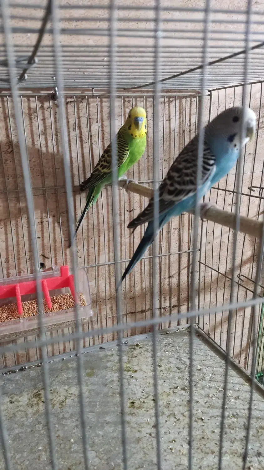 مرغ عشق مولد|پرنده|مهریز, |دیوار