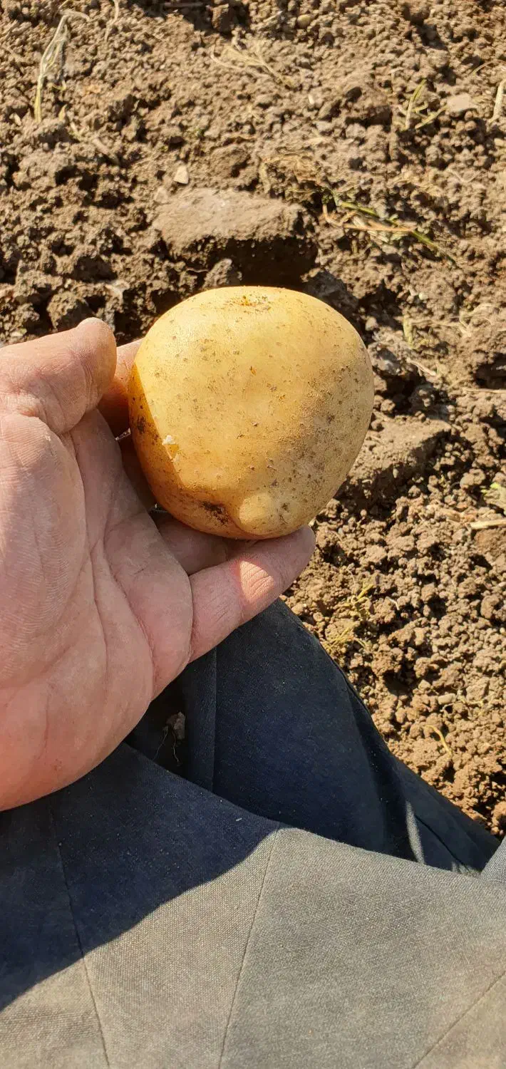 اجاره ۹هکتارونیم زمین مرغوب  بارانی برا کاشت پیاز|اجارهٔ دفتر صنعتی، کشاورزی، تجاری|روانسر, |دیوار