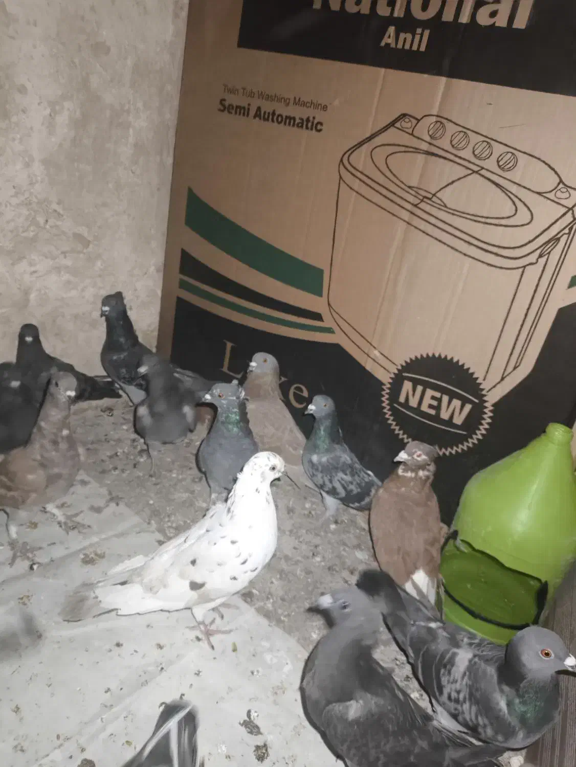 معاوضه با عروس ، هلندی ، طوقی، مرغ عشق ،کبوتر|پرنده|دوگنبدان, |دیوار