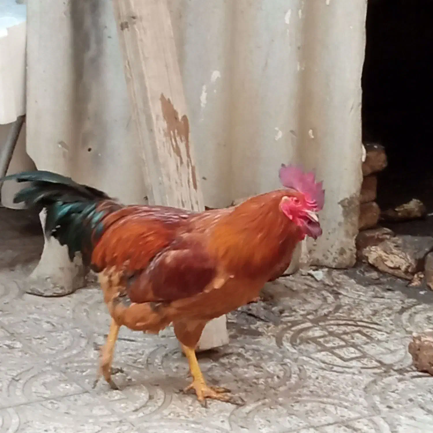 خروس|حیوانات مزرعه|پاکدشت, شهرک امام رضا|دیوار