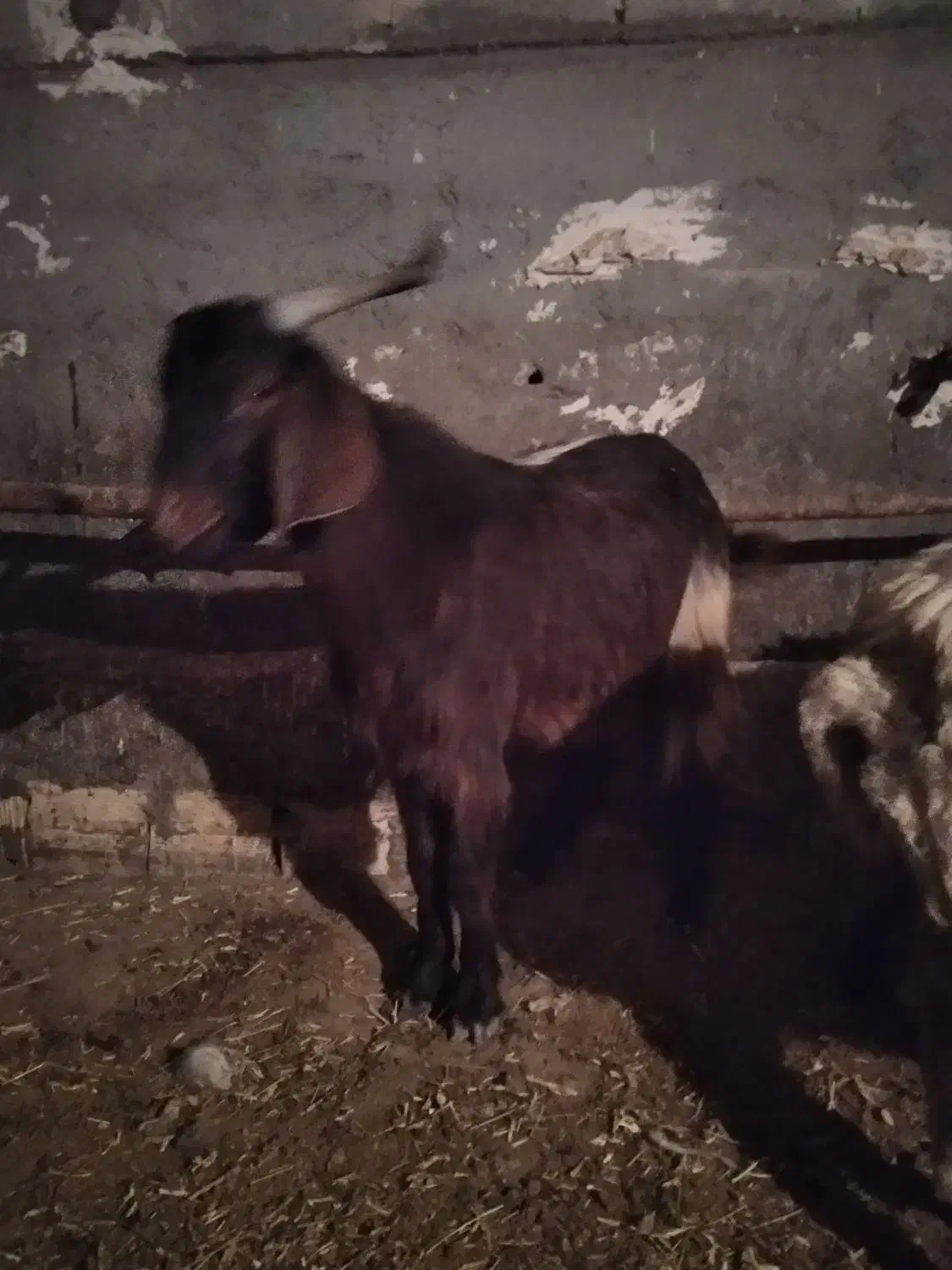 بزگاله نر پرگوشت هم واسه دامازدخ خوبه|حیوانات مزرعه|مشگین شهر, |دیوار