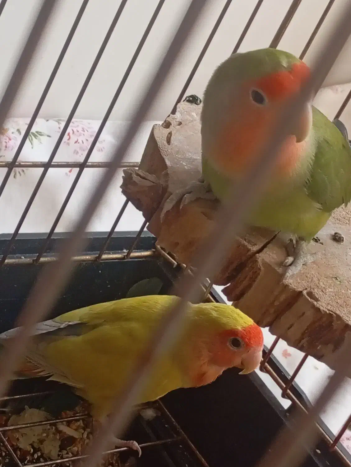 طوطی برزیلی|پرنده|چهاردانگه (تهران), |دیوار