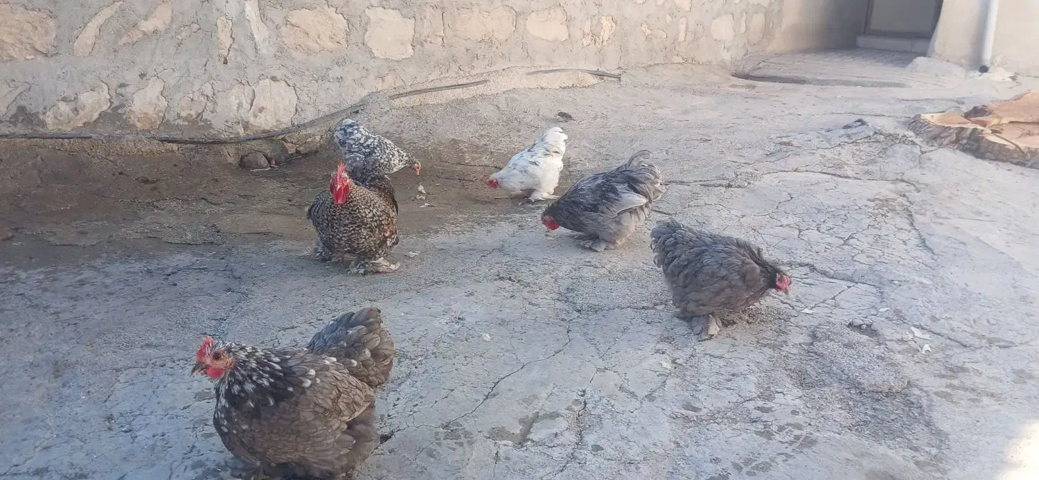 تعدادی مرغ کوشین دم خرگوشی|حیوانات مزرعه|سرپل ذهاب, |دیوار