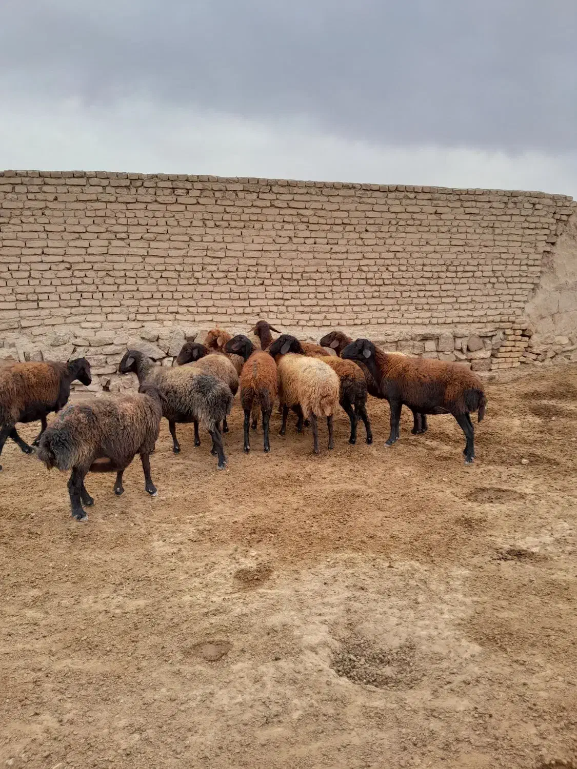 میش گله گرد قوچ خورده|حیوانات مزرعه|چناران, |دیوار
