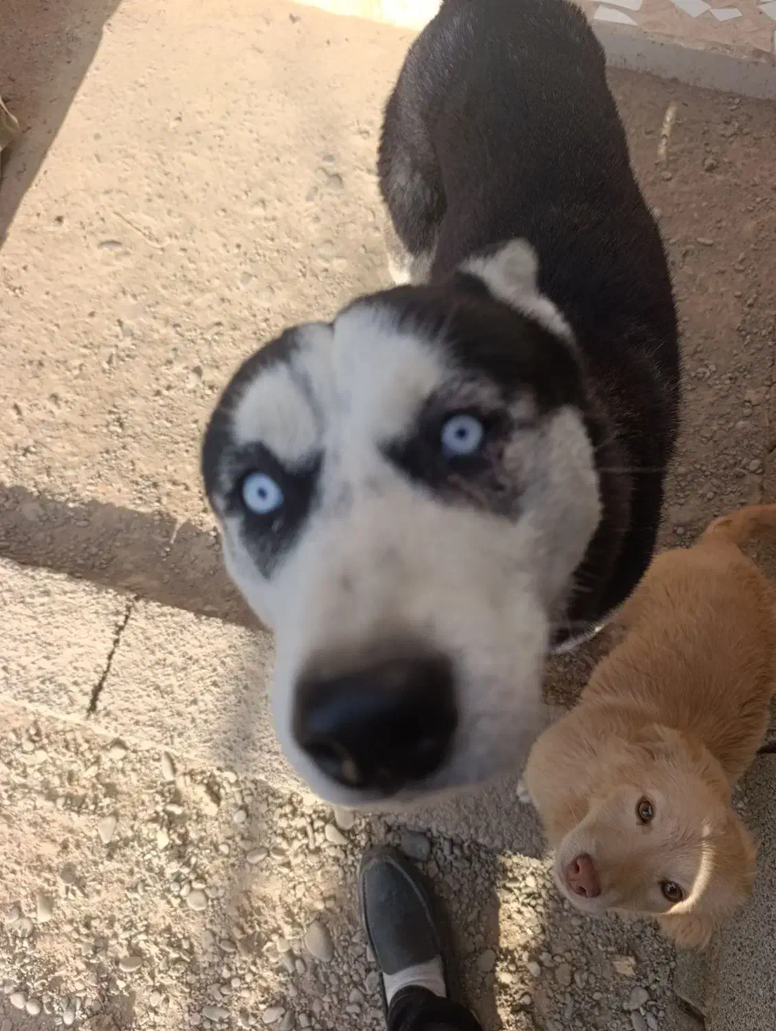 هاسکی|سگ|سرخس, |دیوار