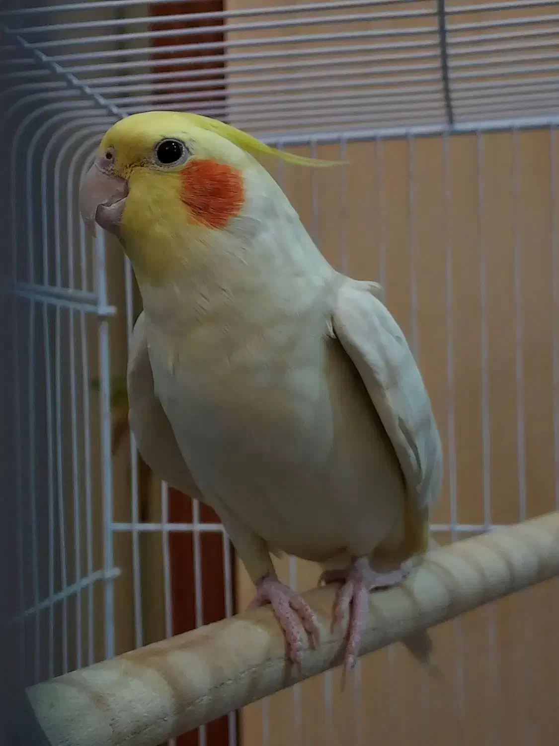 طوطی عروس هلندی لوتینو نر|پرنده|اردبیل, |دیوار