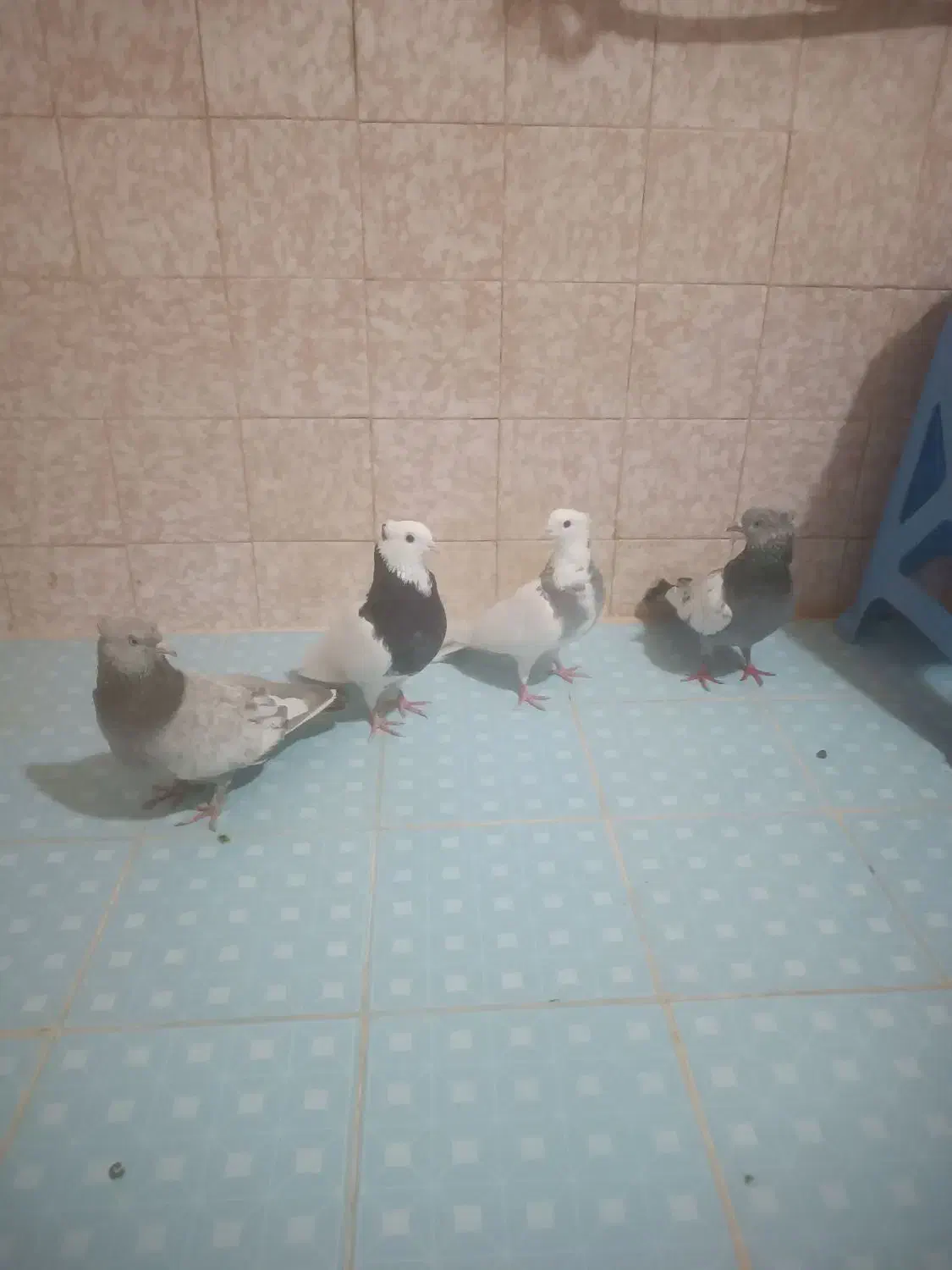 کبوتر ماده|پرنده|شیراز, آبیاری|دیوار